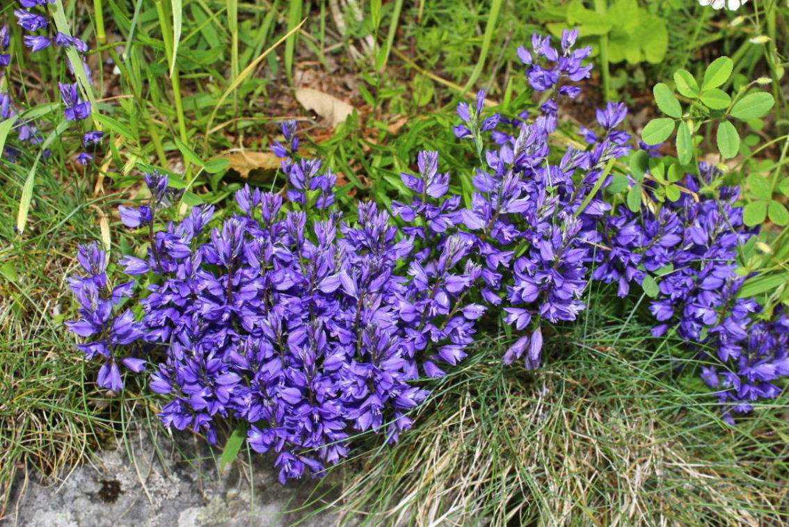 Polygala da determinare ?